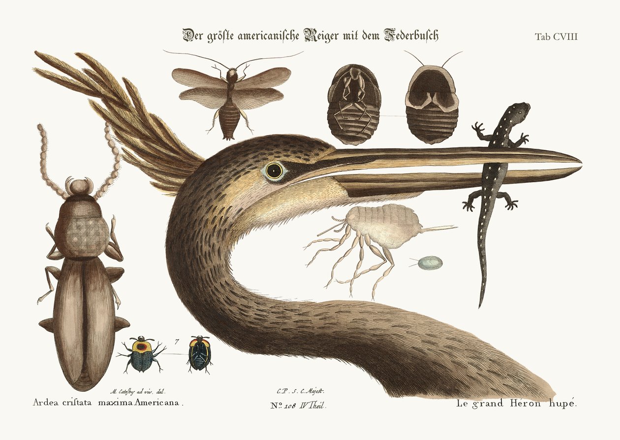 A maior garça de crista, 1749-73 de Mark Catesby