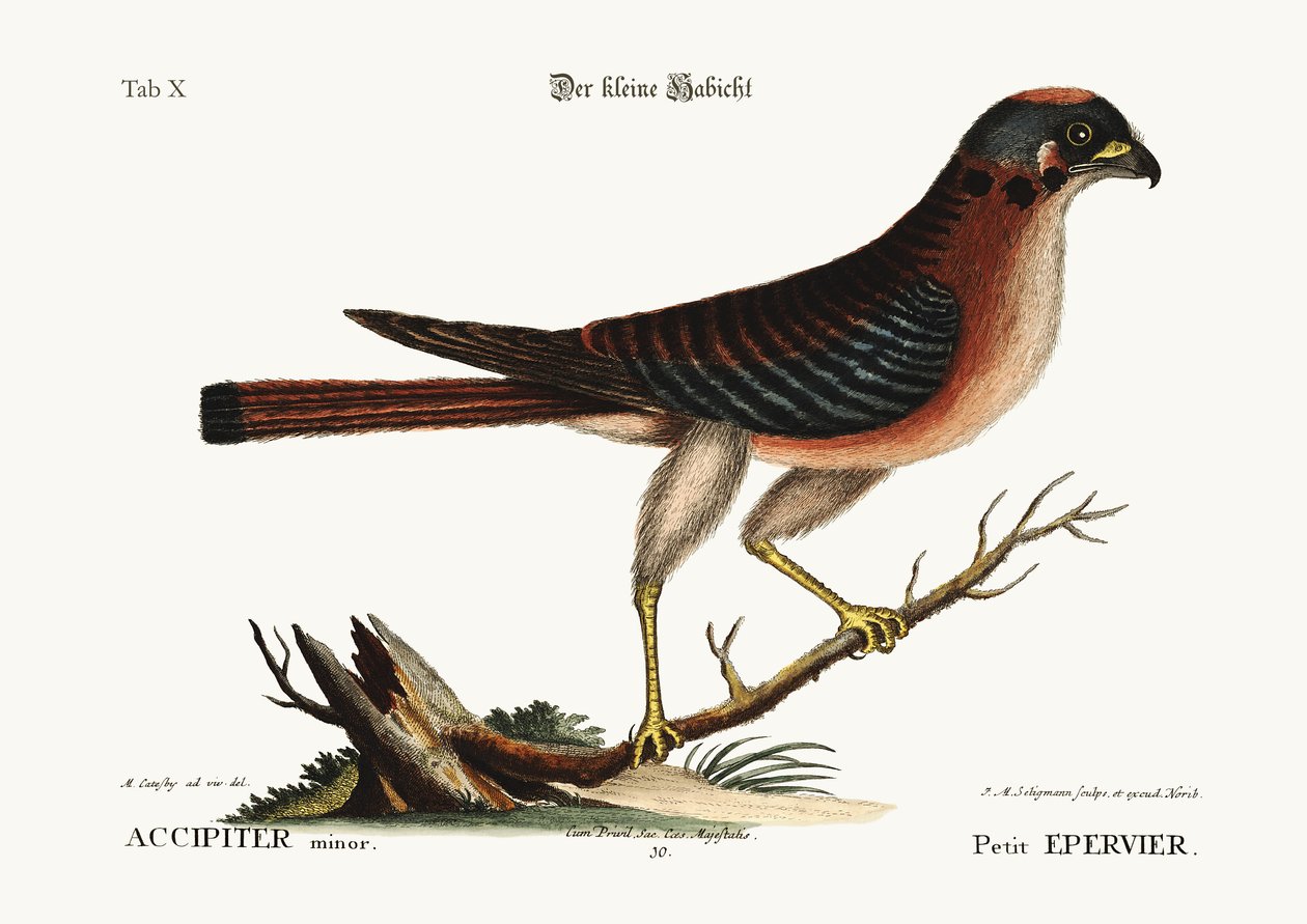 O pequeno gavião, 1749-73 de Mark Catesby