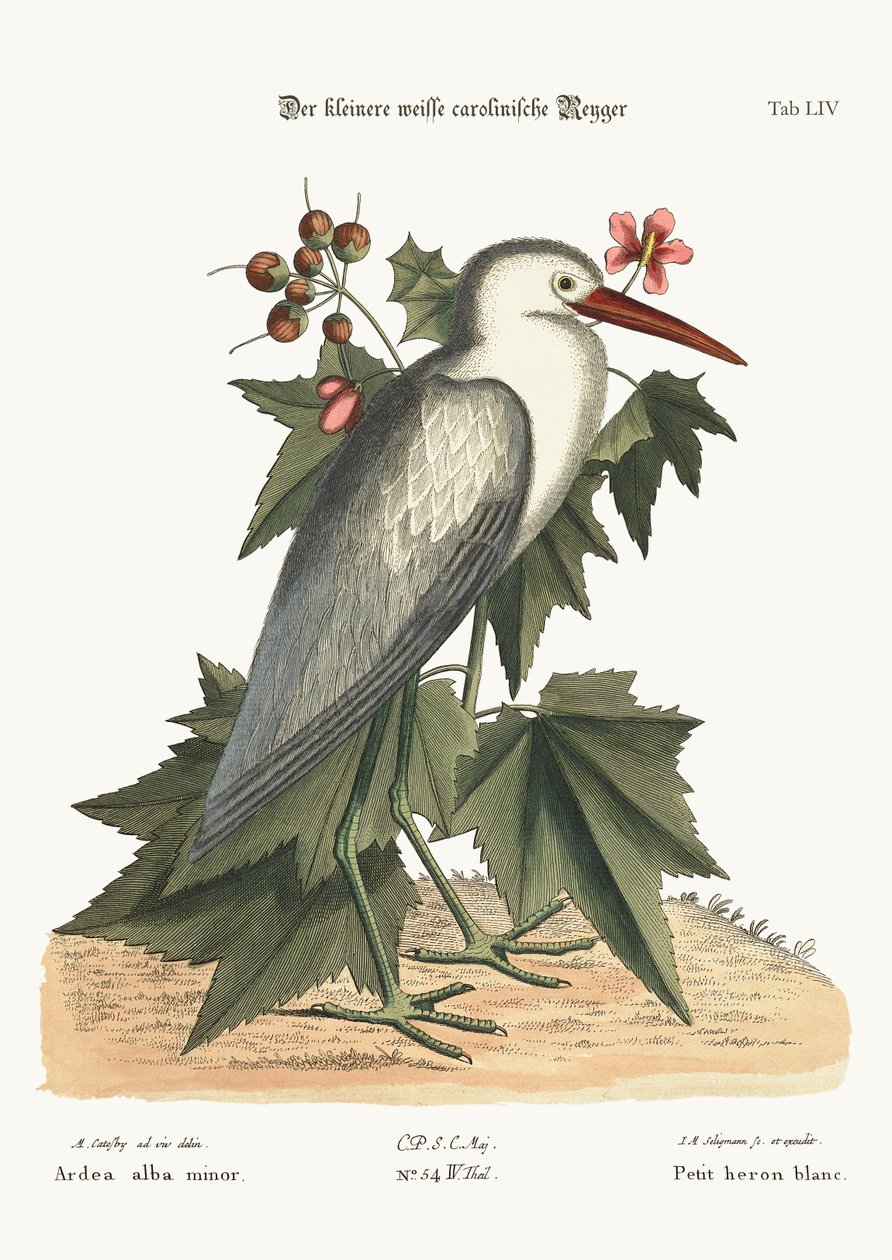 A garça branca pequena, 1749-73 de Mark Catesby