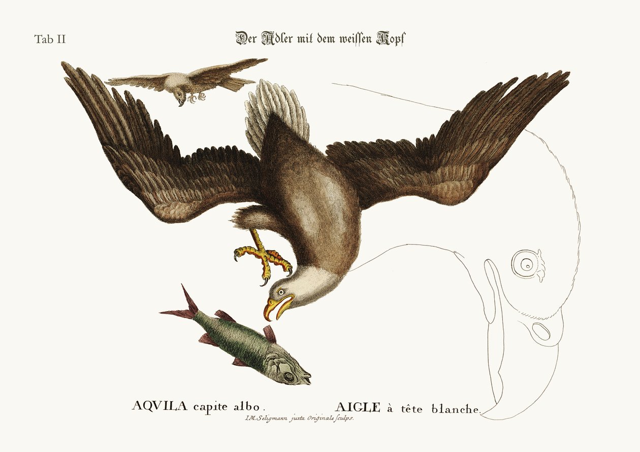 A águia de cabeça branca, 1749-73 de Mark Catesby