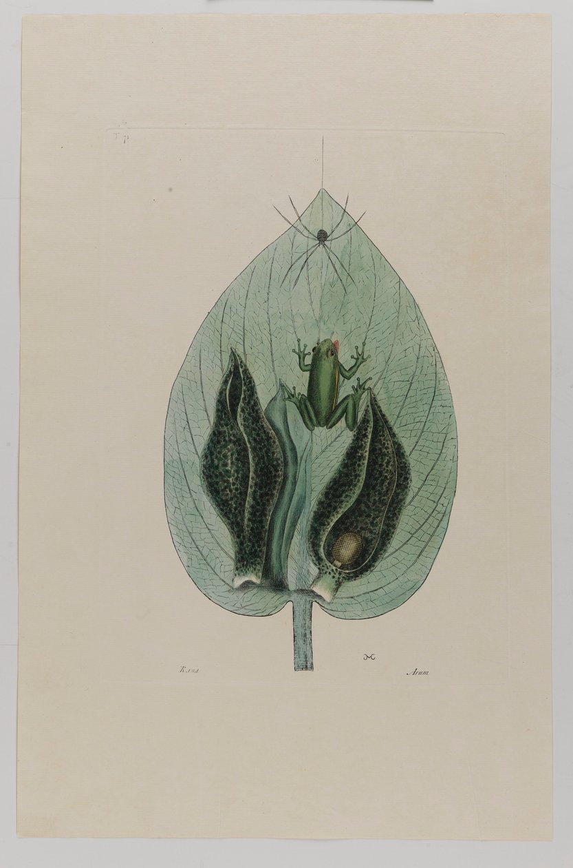 Rã das árvores de Mark Catesby