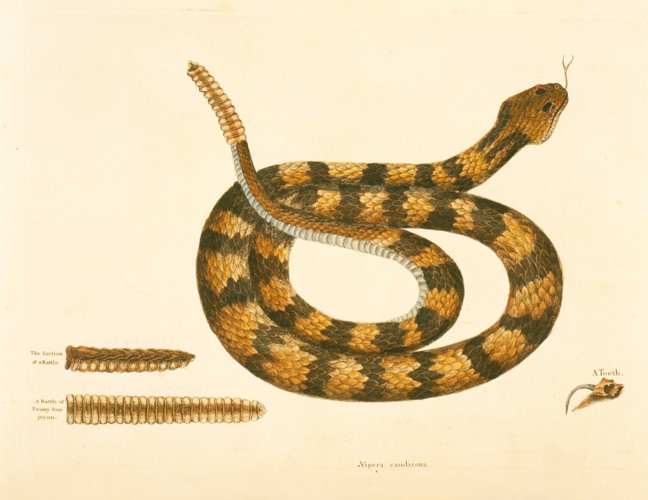 Viper Caudison Snake, Rattlesnake, plate 41, vol. 1, da &39;História Natural da Carolina, Flórida e Bahamas&39; de Mark Catesby