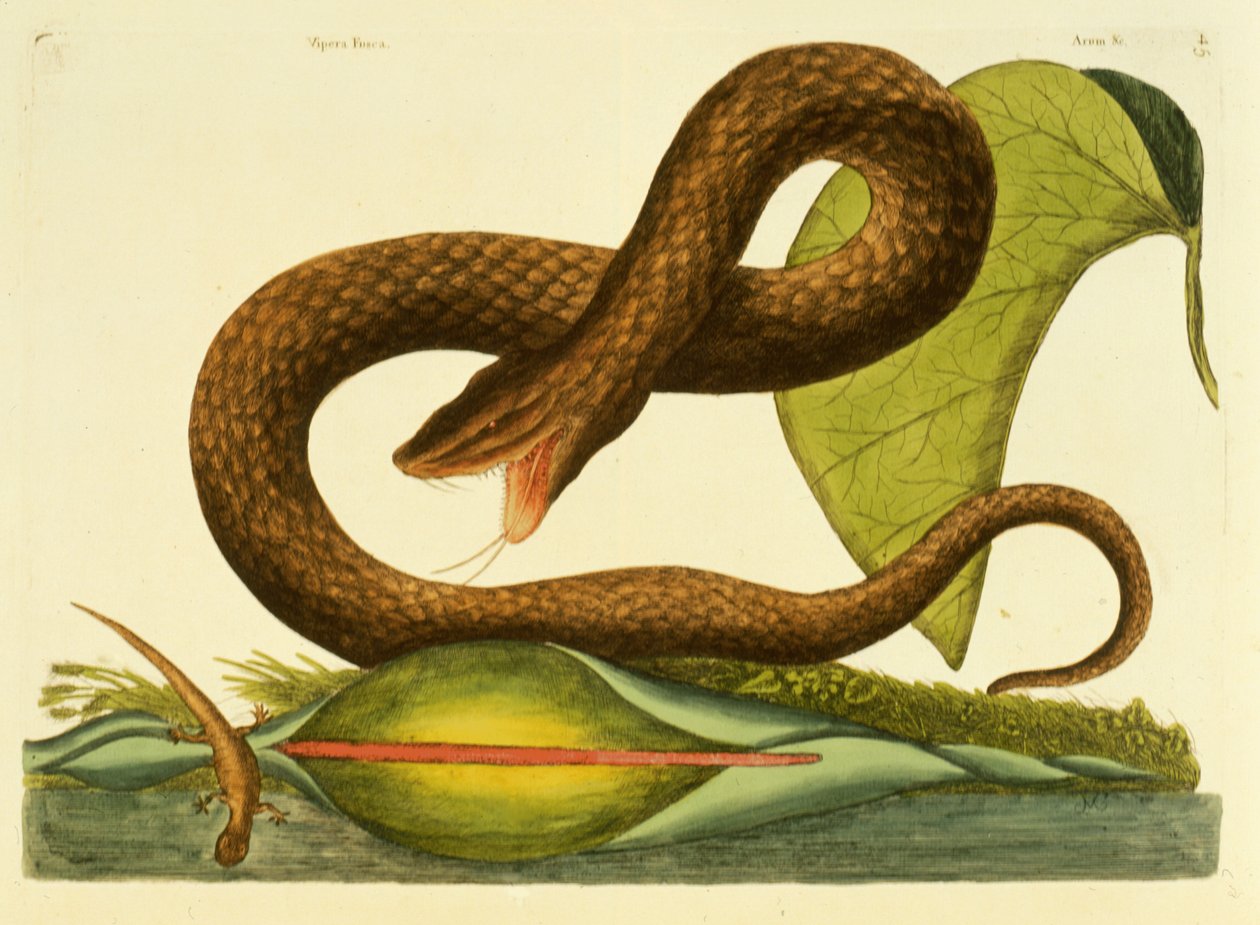 Viper Fusca, placa 45, vol. 1, de &39;História Natural da Carolina, Flórida e Bahamas&39; de Mark Catesby