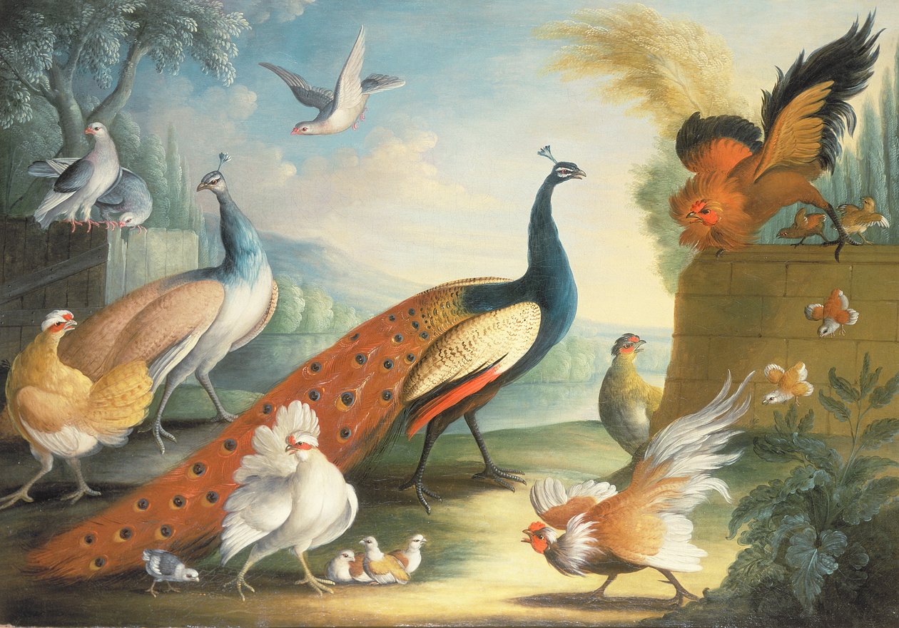 Dois pavões, pombas, galinhas e um galo em um parque de Marmaduke Craddock