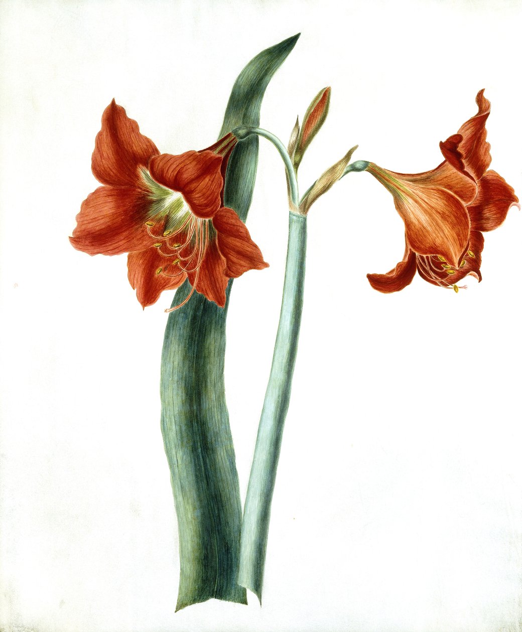 Amaryllis, c.1790 de Martha Tuthill