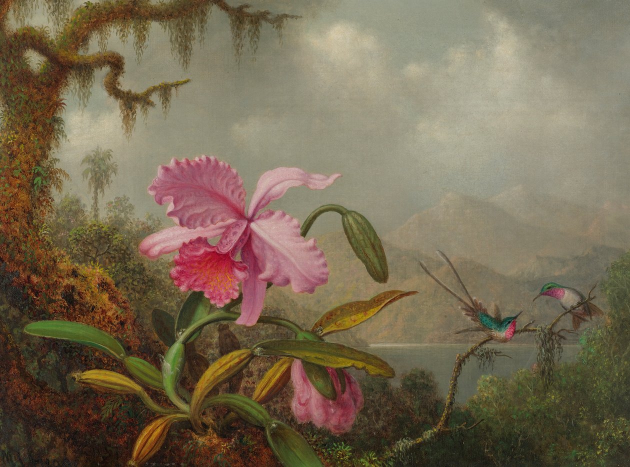 Orquídeas e beija-flores de Martin Johnson Heade