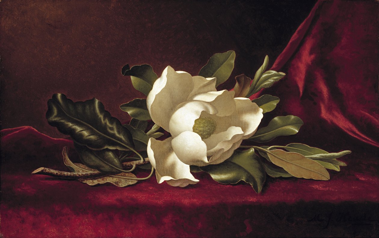 A flor de magnólia, 1888 de Martin Johnson Heade