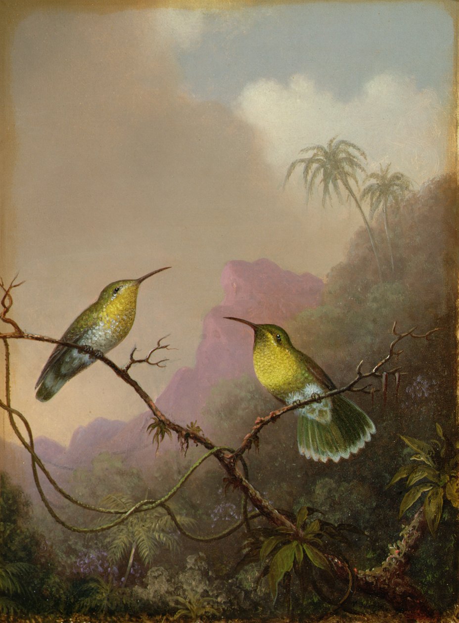 Dois beija-flores, c.1865-75 de Martin Johnson Heade
