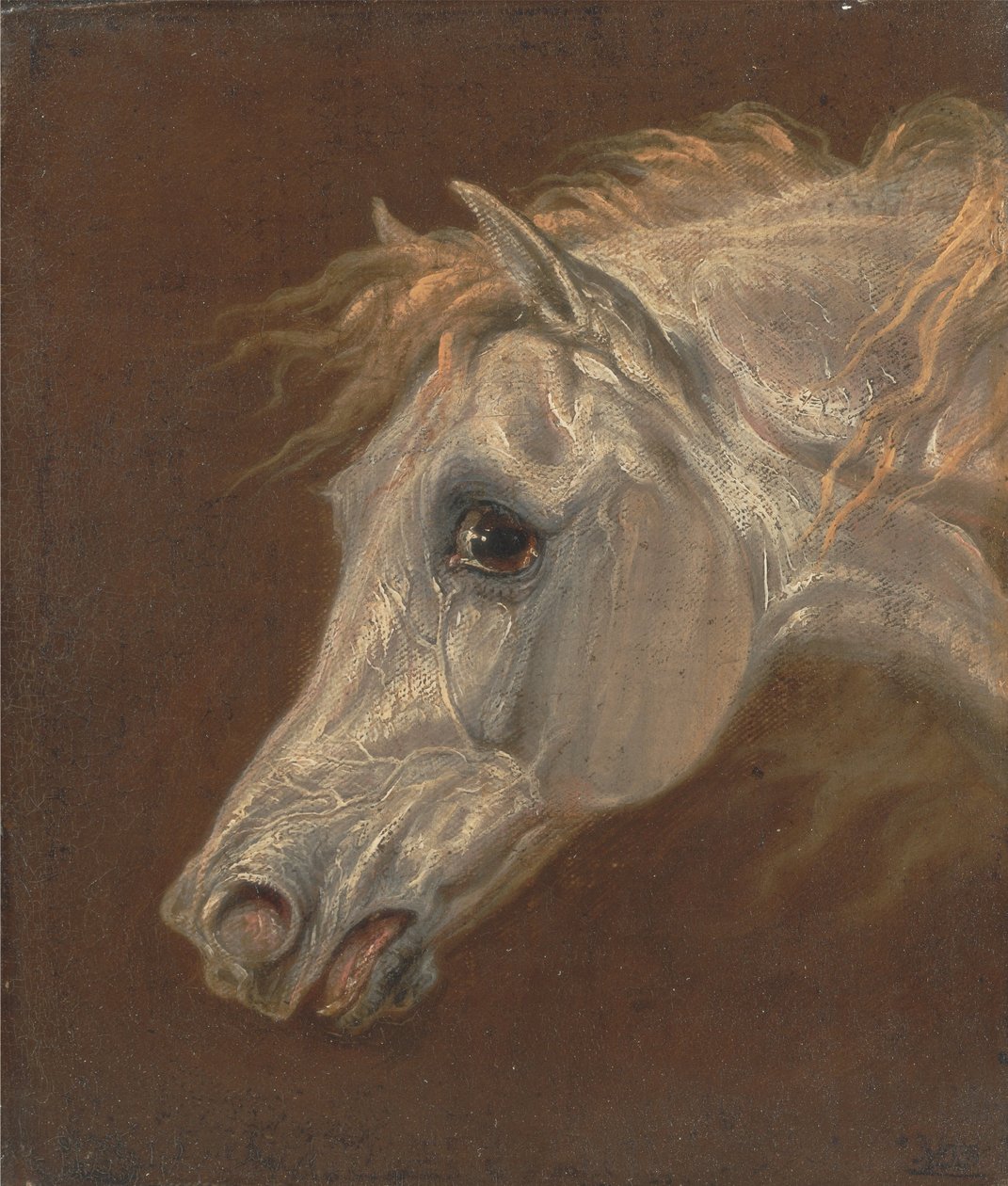 Cabeça, de, um, cinzento, cavalo árabe de Martin Theodore Ward