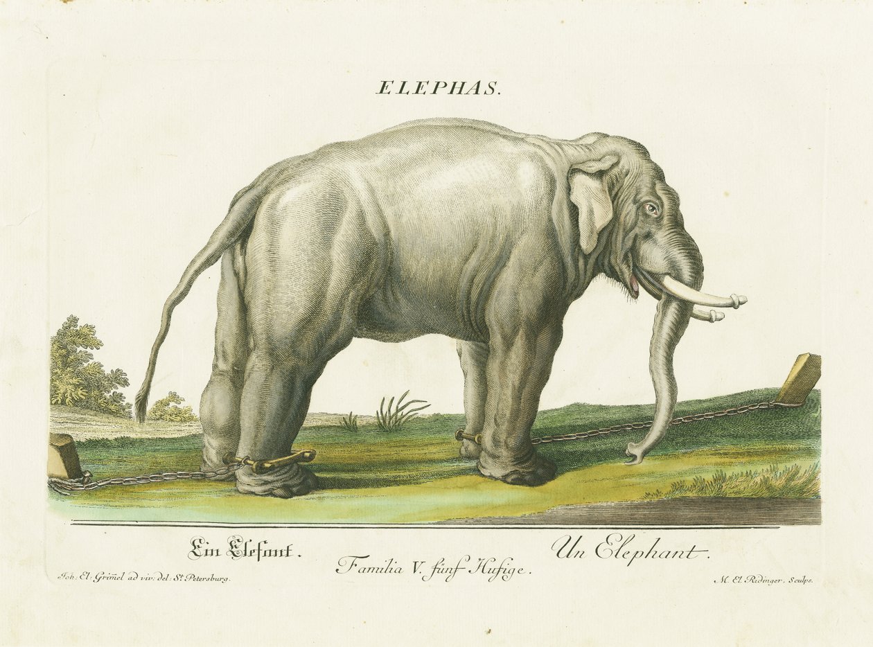 Elefante asiático acorrentado de Martin Elias Ridinger