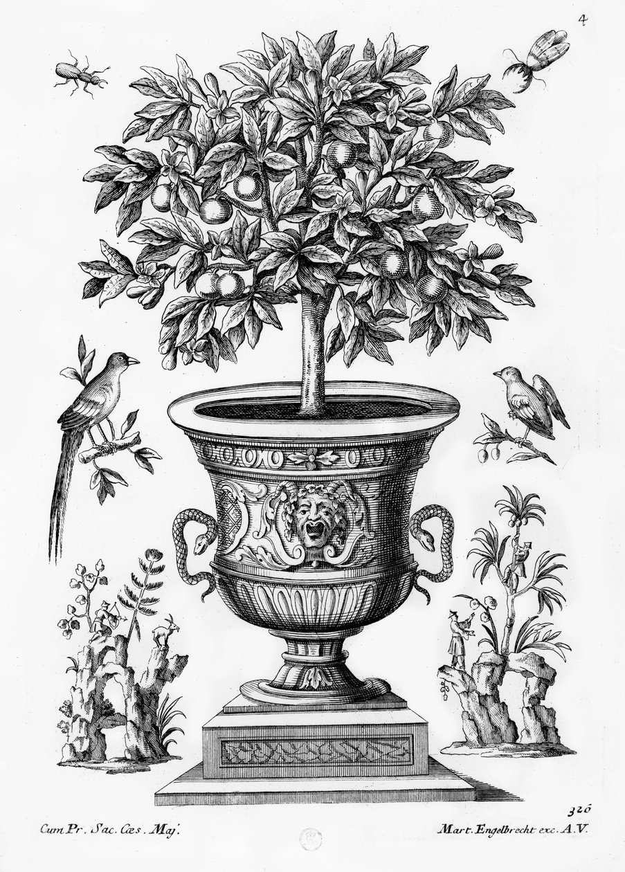 Árvores cítricas, c.1735 de Martin Engelbrecht