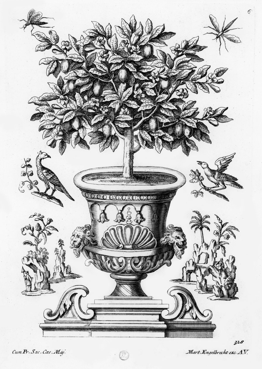 Árvores cítricas, c.1735 de Martin Engelbrecht