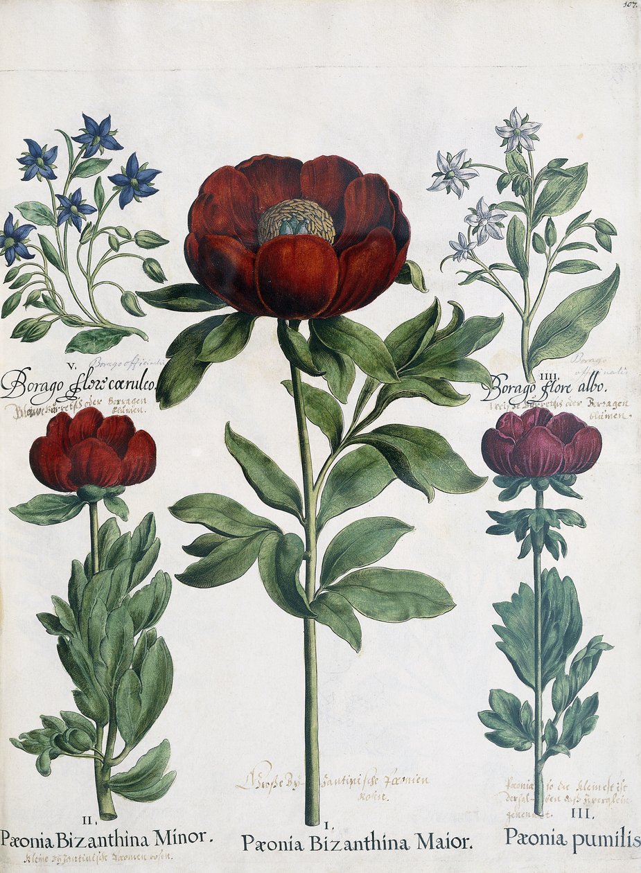 Três tipos de peônias, 1613 de Martin I Mytens