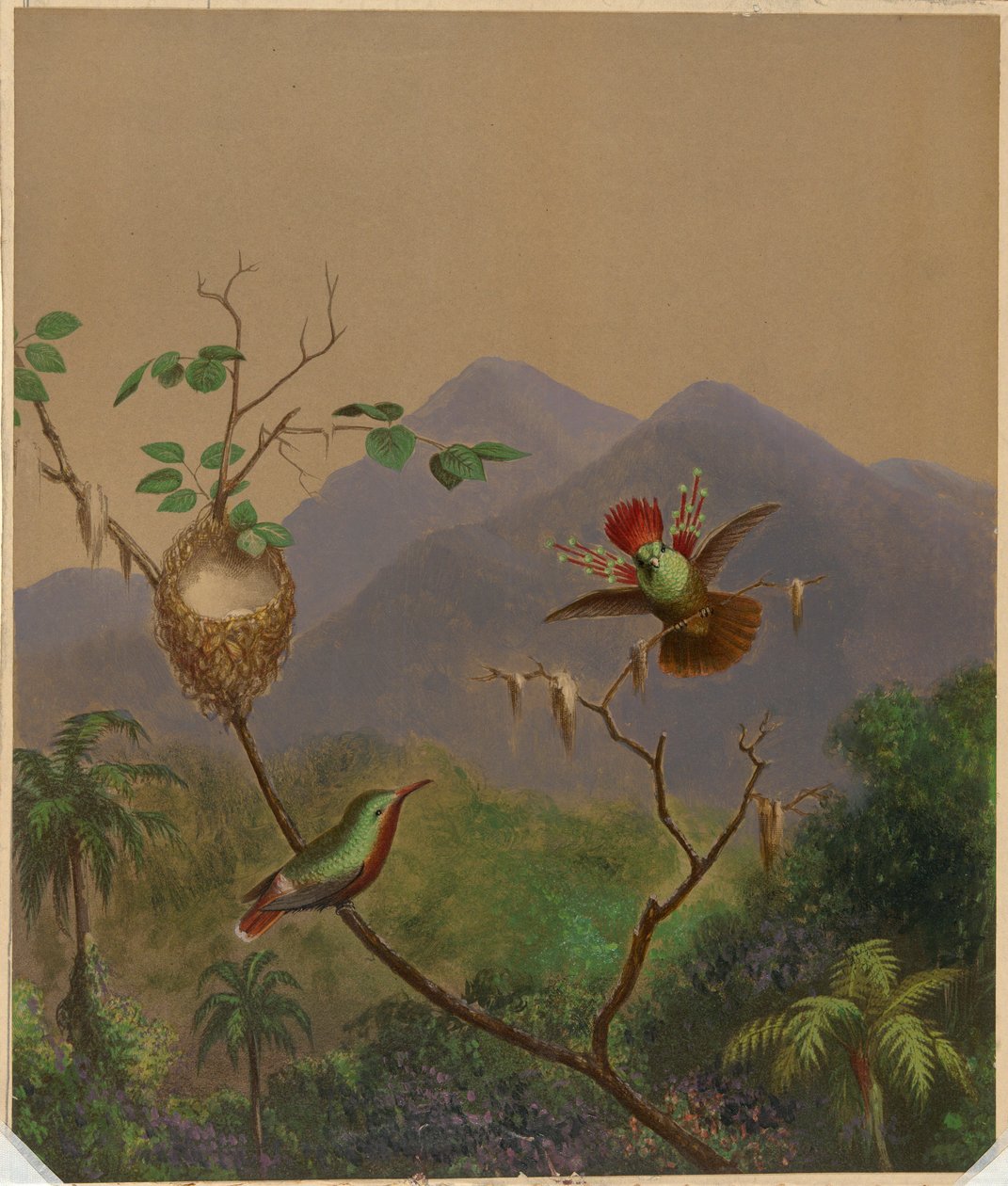 Beija-flores brasileiros III de Martin Johnson Heade