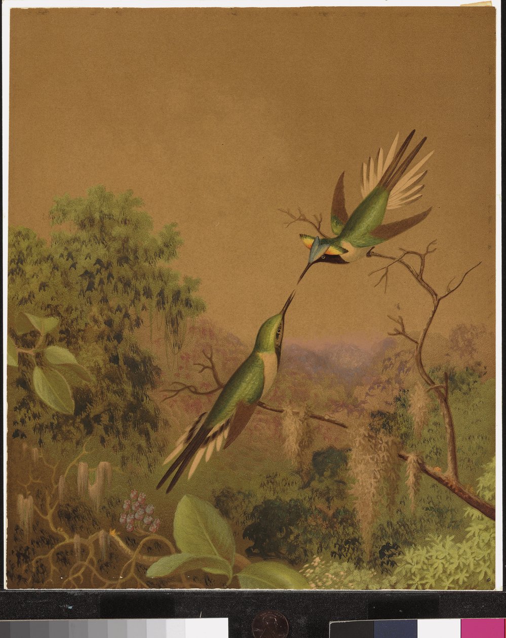 Beija-flores brasileiros IV de Martin Johnson Heade
