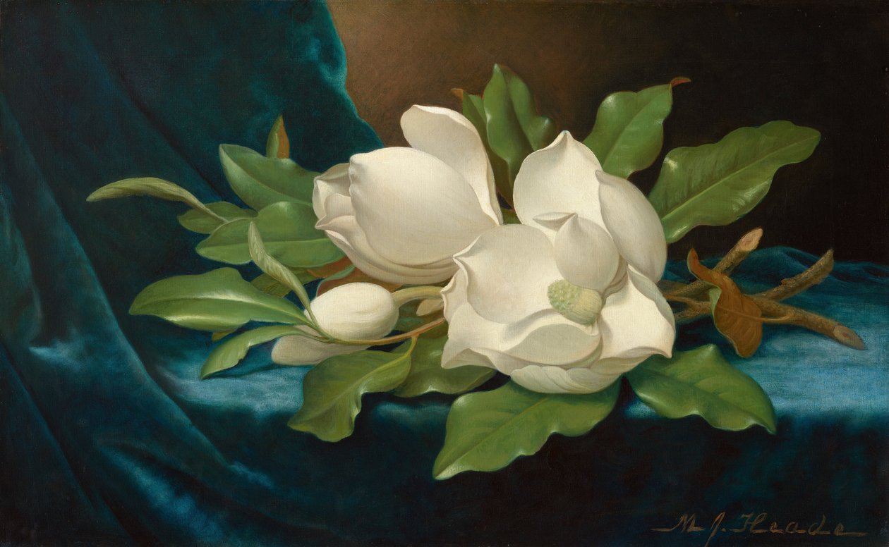 Magnólias gigantes sobre um pano de veludo azul de Martin Johnson Heade