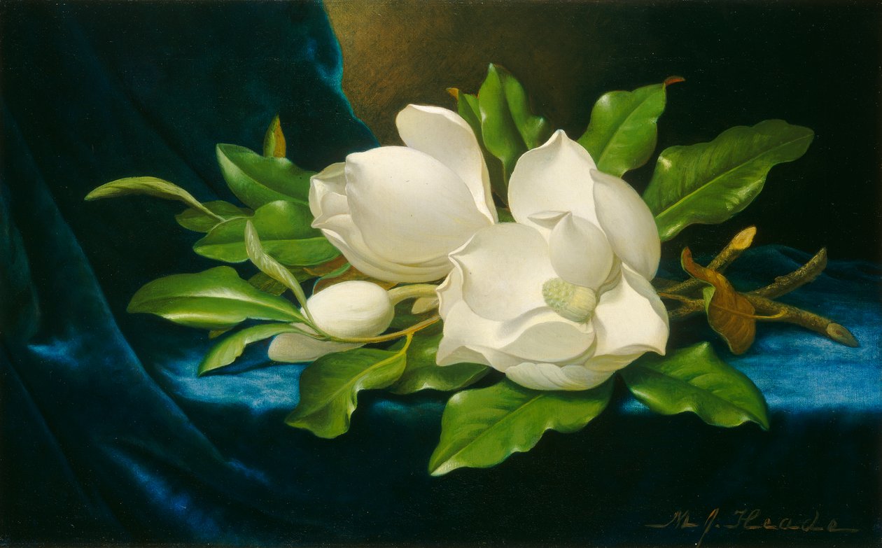Magnólias gigantes em um pano de veludo azul, c.1890 (óleo sobre tela) de Martin Johnson Heade