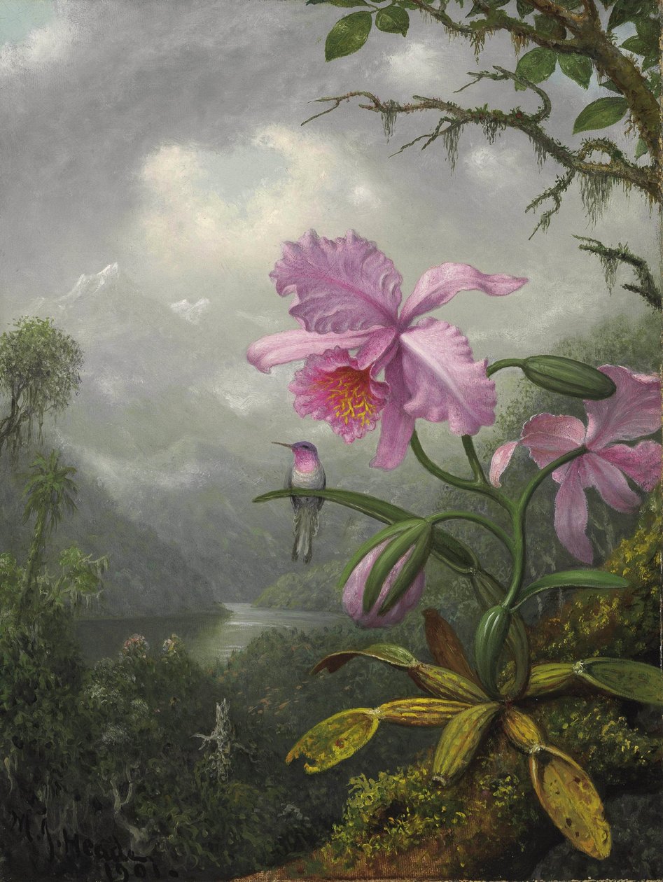 Beija-flor pousado na planta da orquídea de Martin Johnson Heade