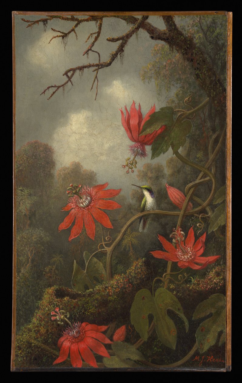 Colibri e flores-da-paixão de Martin Johnson Heade