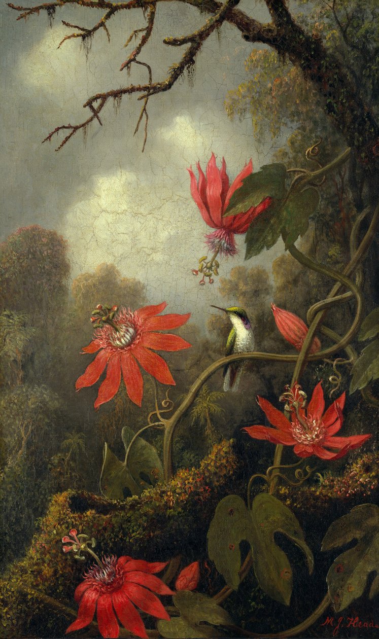 Beija-flor e Passiflora, c.1875-85 de Martin Johnson Heade