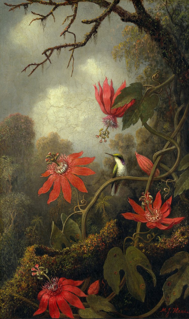 Beija-flor e Passionflowers, ca. 1875-85. de Martin Johnson Heade