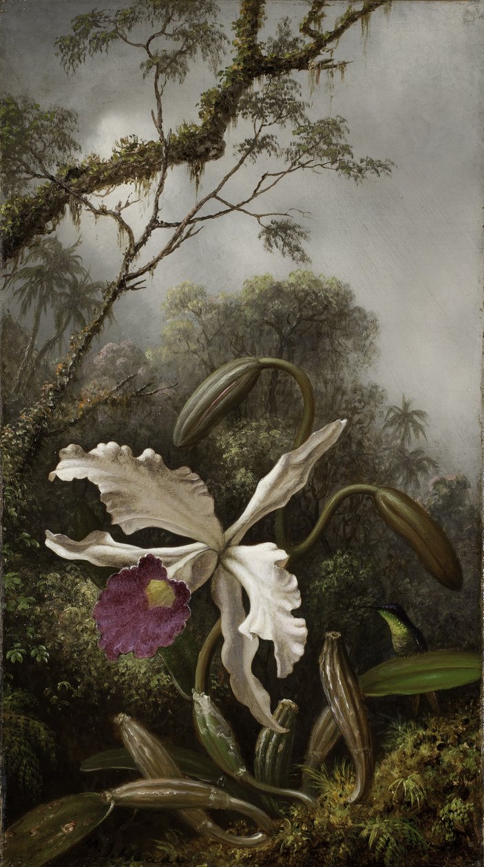 Beija-flor com orquídea branca, 1875-1885 de Martin Johnson Heade