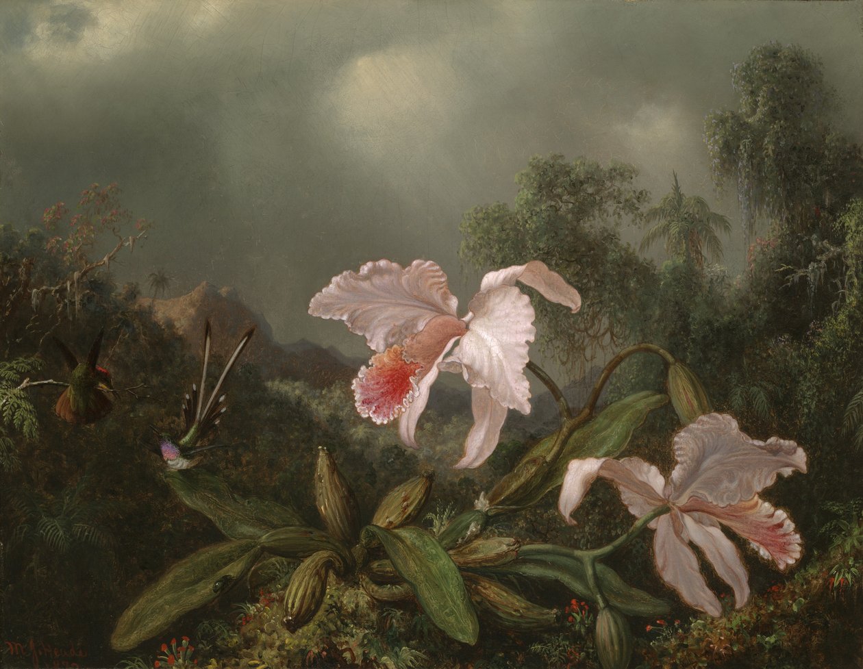Orquídeas da selva e beija-flores, 1872 de Martin Johnson Heade