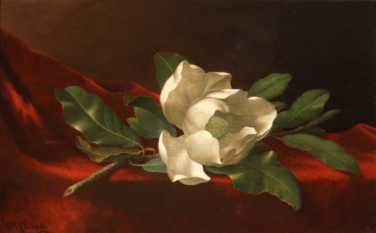 Magnólia de Martin Johnson Heade