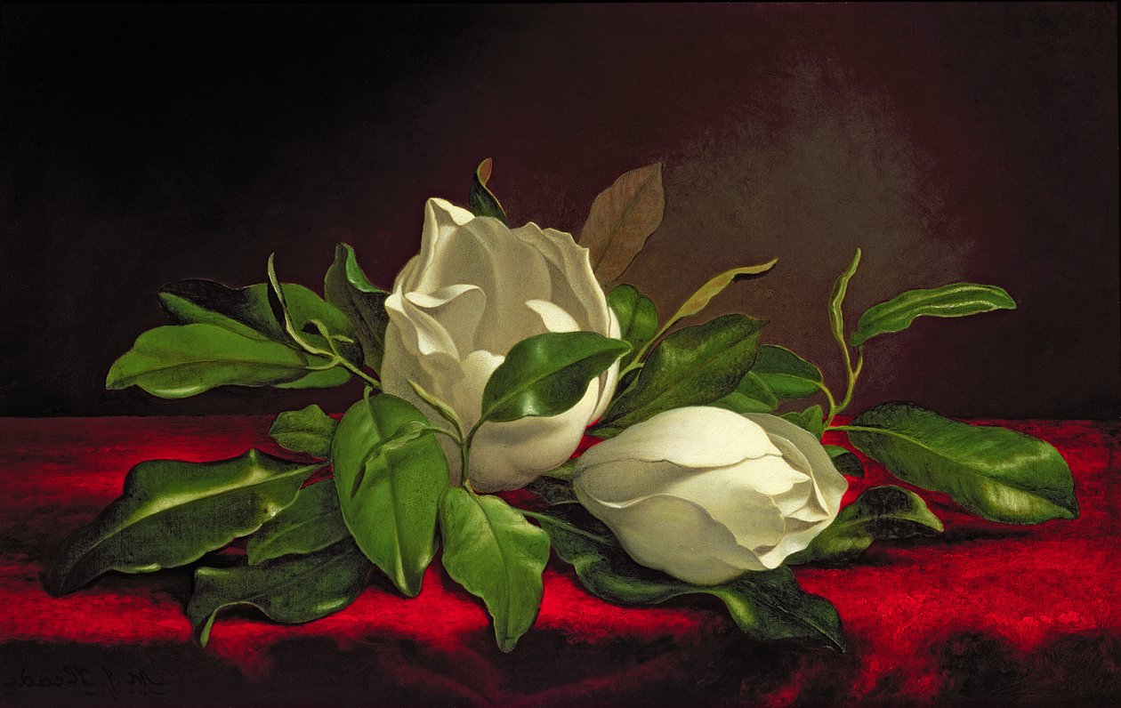 Magnólia de Martin Johnson Heade