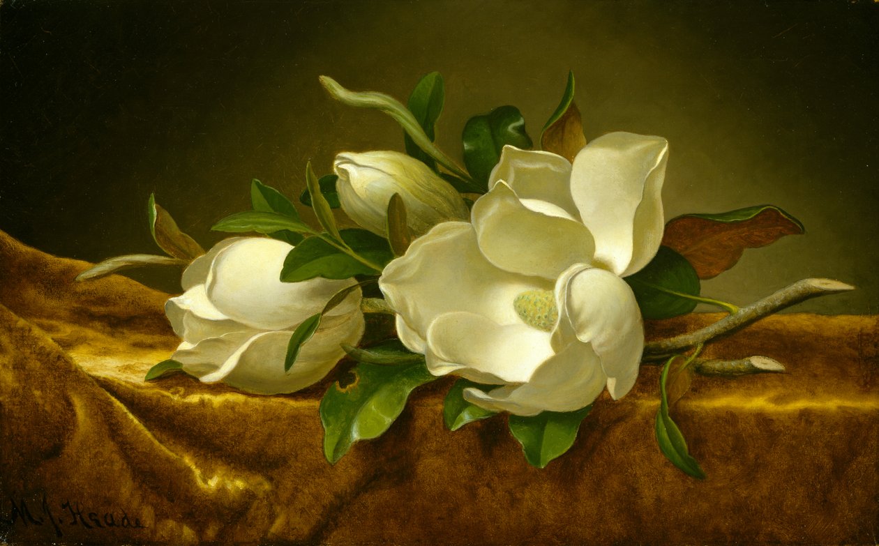 Magnólias em tecido de veludo dourado, c.1888-90 (óleo sobre tela) de Martin Johnson Heade