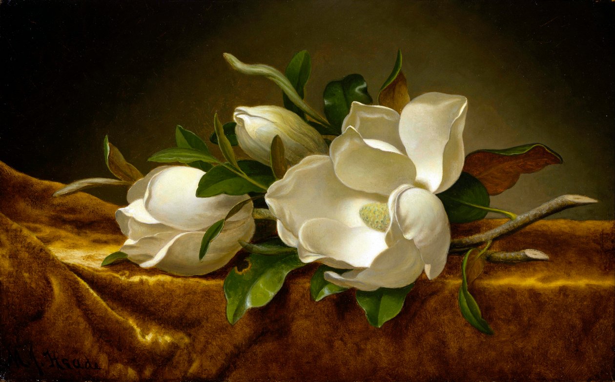 Magnólias sobre tela de veludo dourado de Martin Johnson Heade
