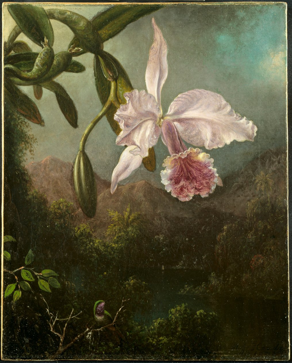 Flores da orquídea, 1873. de Martin Johnson Heade