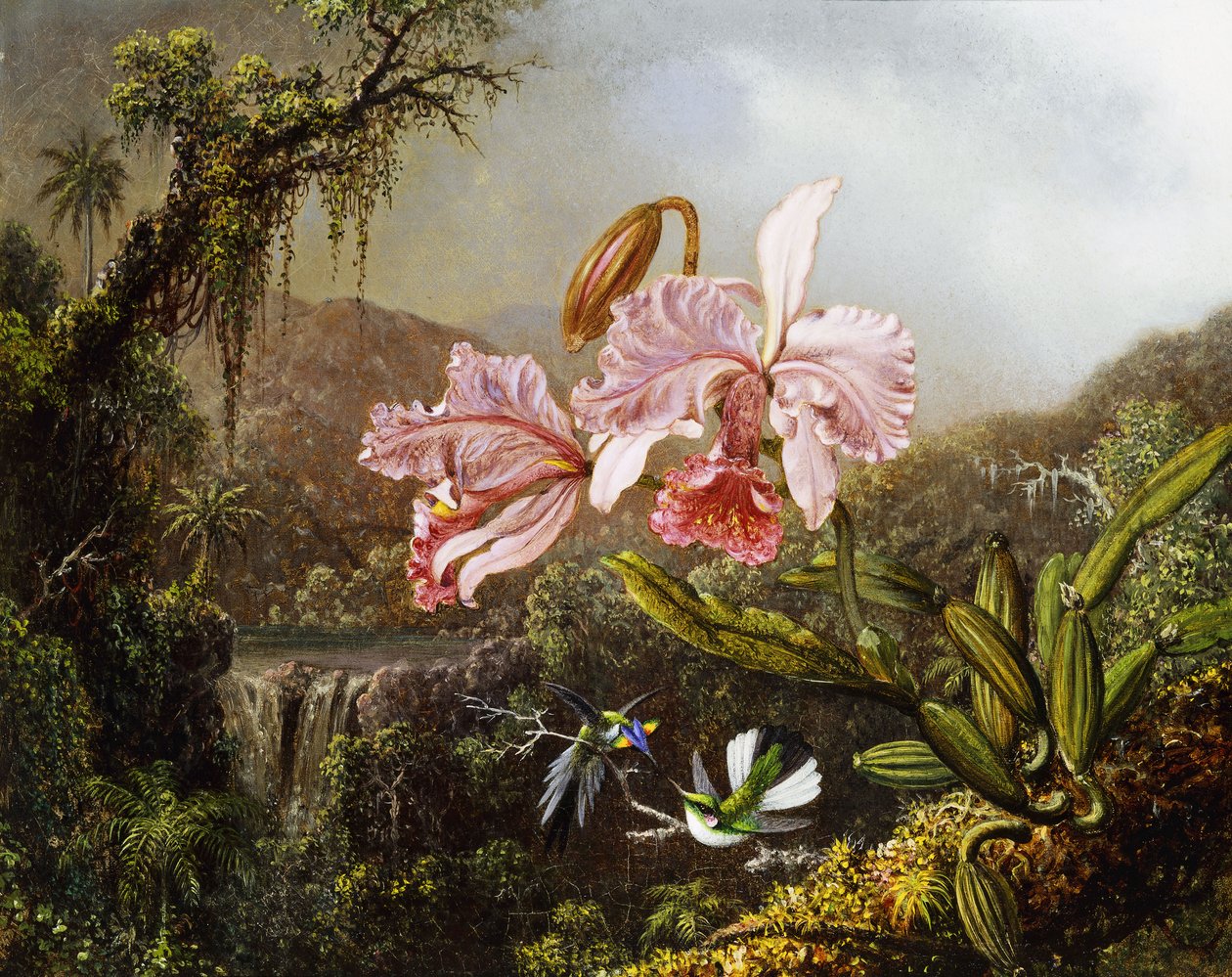 Orquídeas e beija-flores na selva brasileira, c. 1871-72 de Martin Johnson Heade