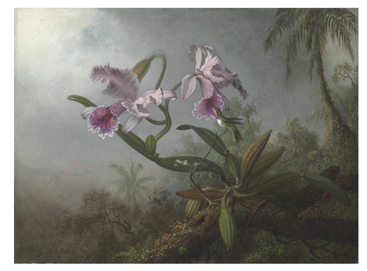 Orquídeas cor de rosa e beija-flor em um galho, 1875 de Martin Johnson Heade