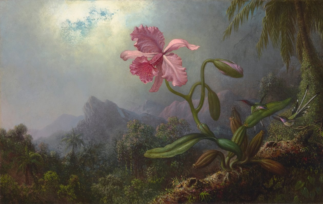 Dois colibris com uma orquídea 1875 (óleo sobre tela) de Martin Johnson Heade