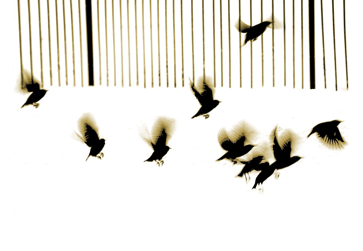 Estorninhos, 2003 (fotogravura) de Martin Mossop