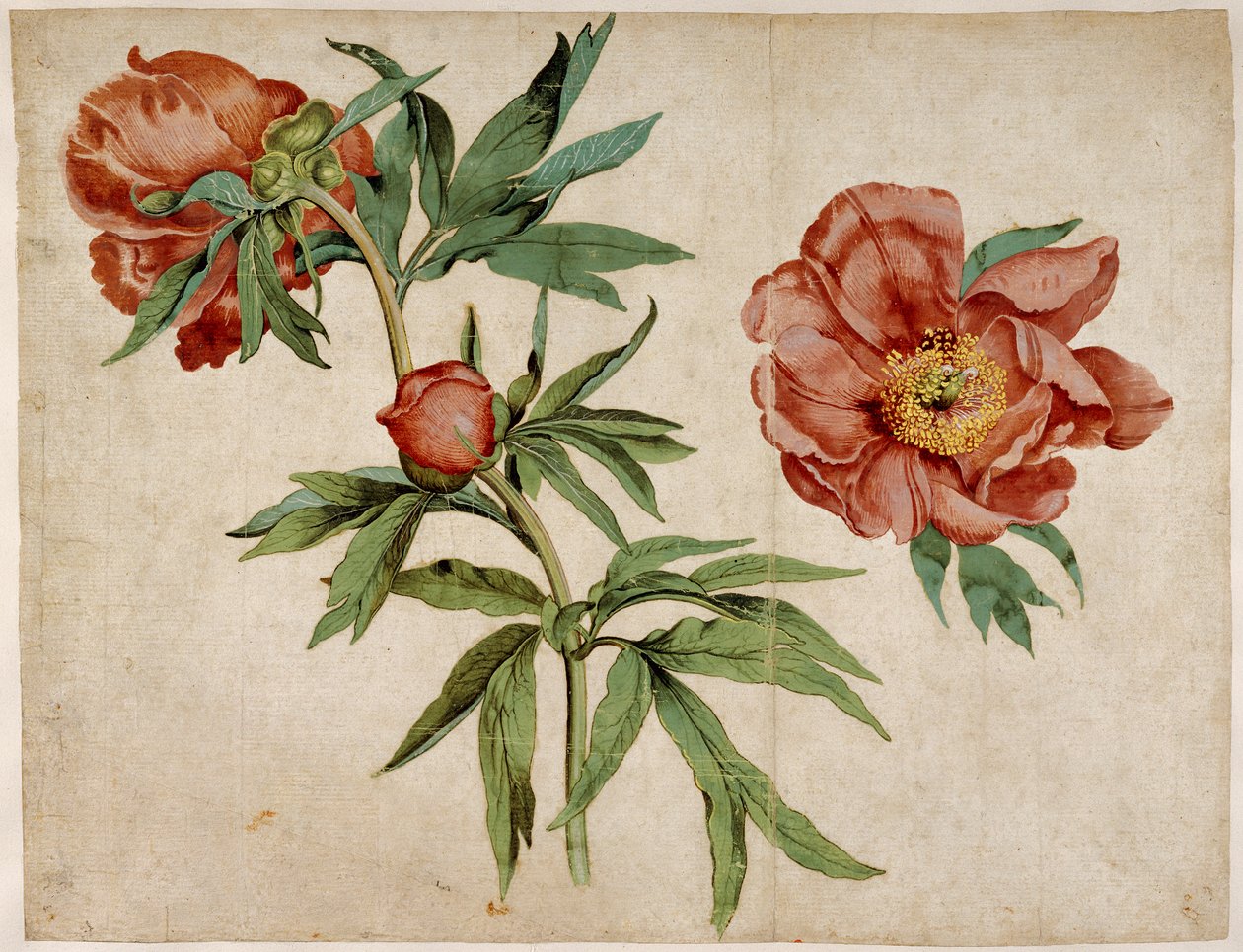 Estudo de peônias de Martin Schongauer