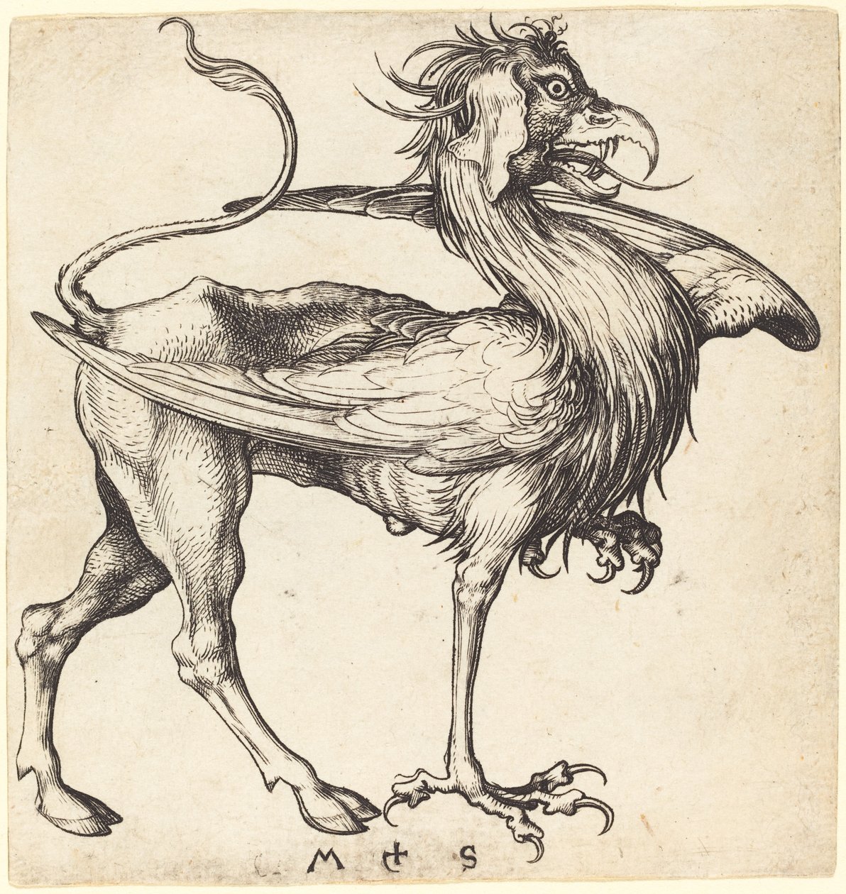 O Grifo de Martin Schongauer