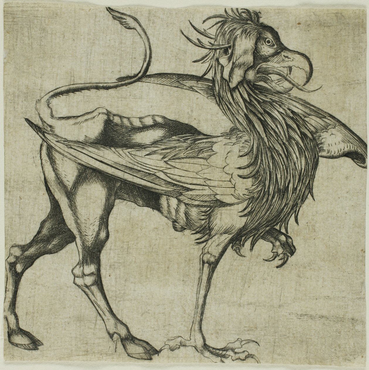 O Grifo de Martin Schongauer