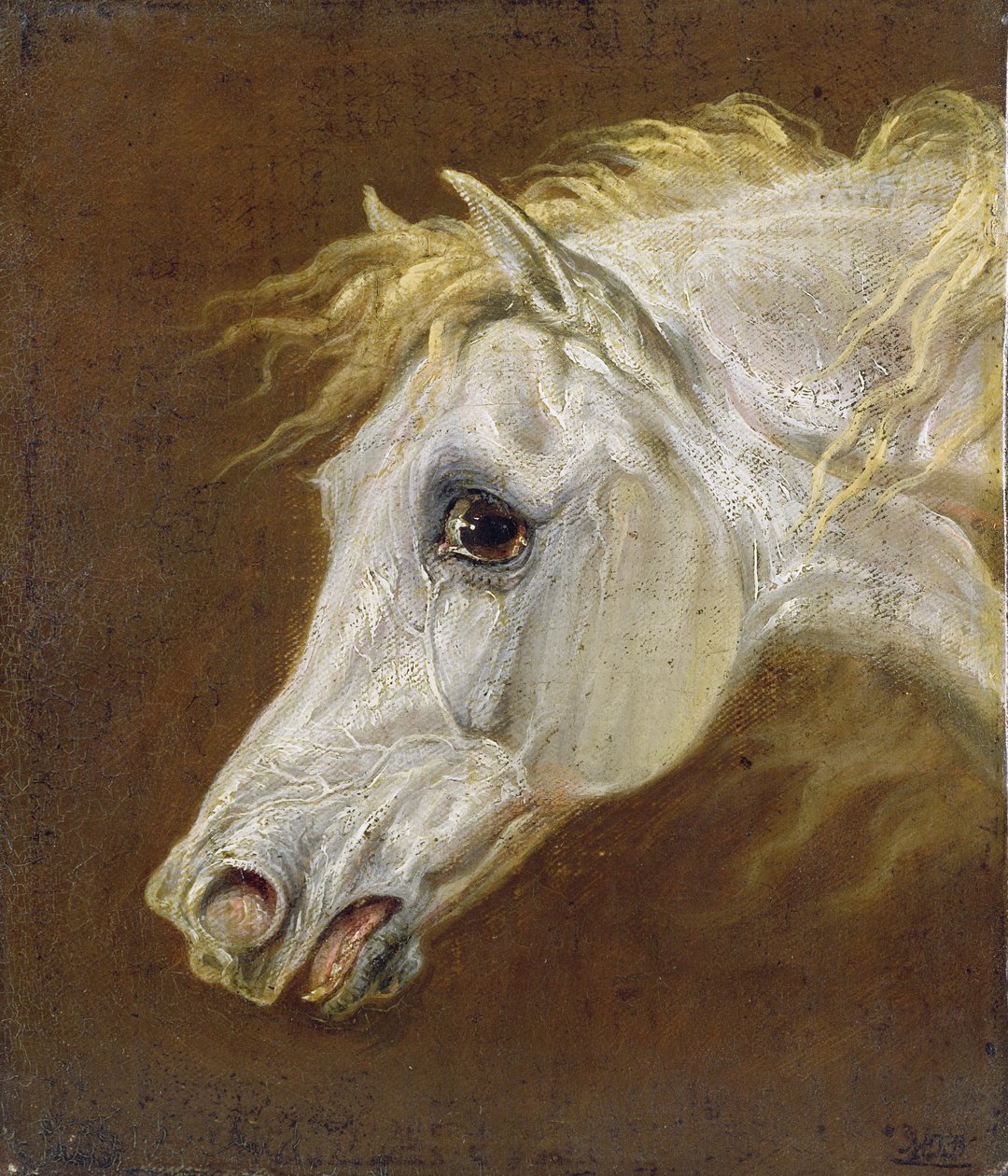 Cabeça de um cavalo árabe cinza (óleo sobre tela no painel) de Martin Theodore Ward