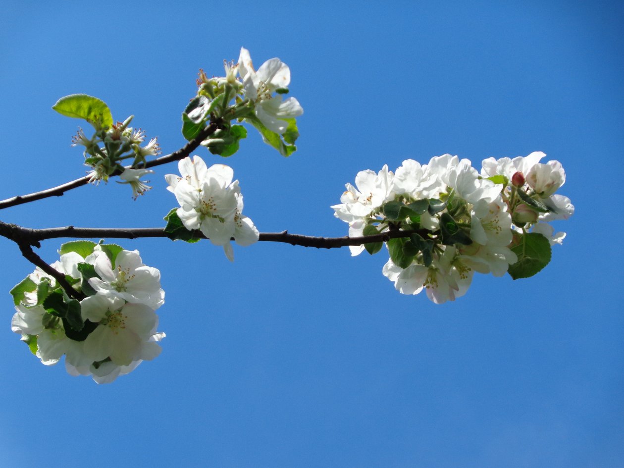 Flor de macieira de Martina Konitzky