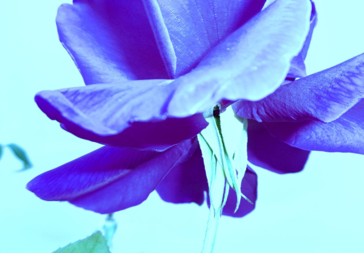 Rosa Azul de Martina Konitzky