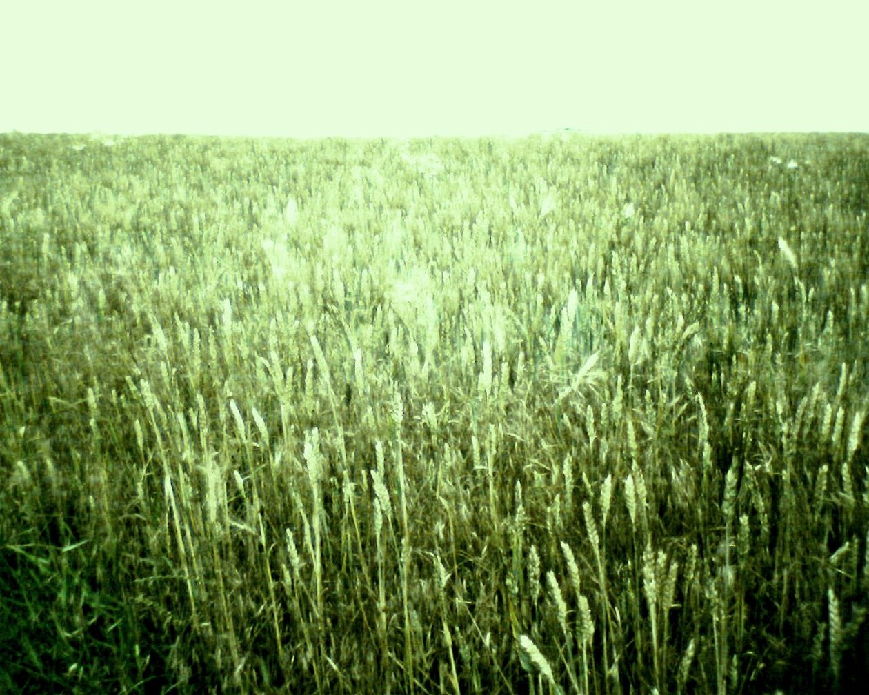 Vista do campo de verão de Martina Konitzky