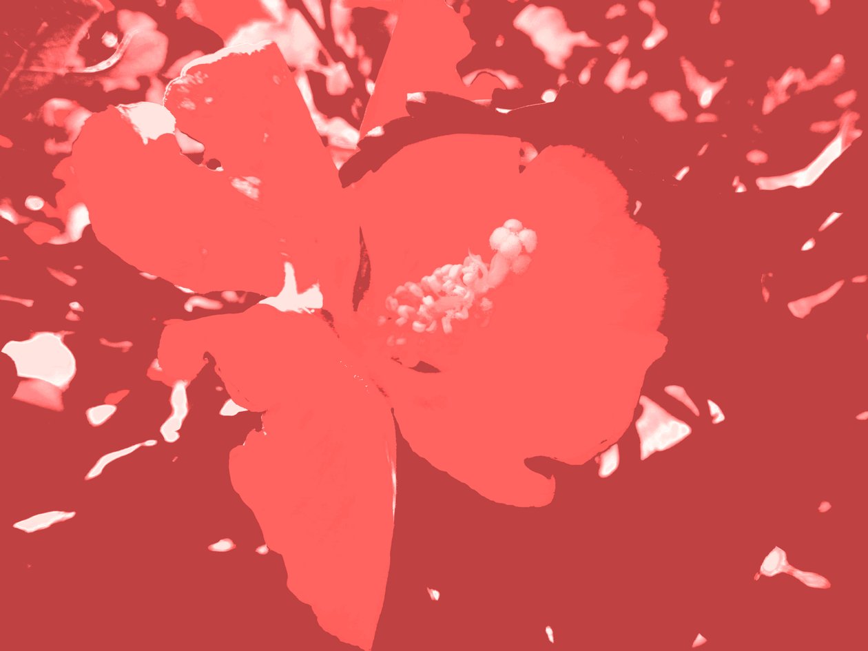 Flor de Martina Konitzky