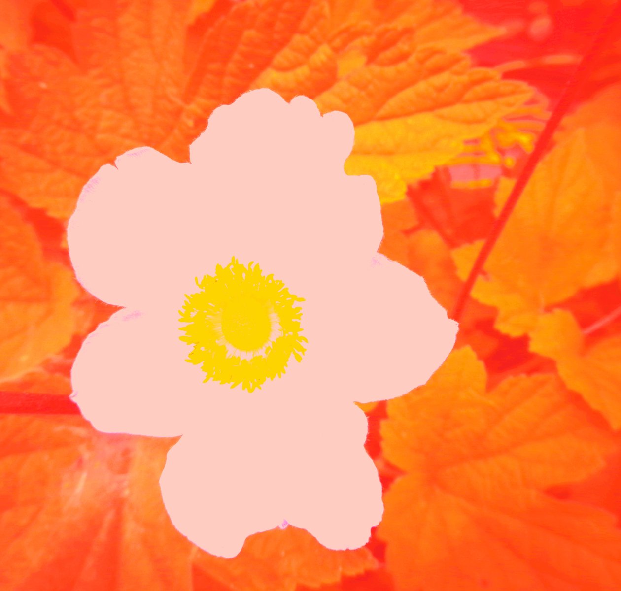Flor (homenagem a Andy Warhol) de Martina Konitzky