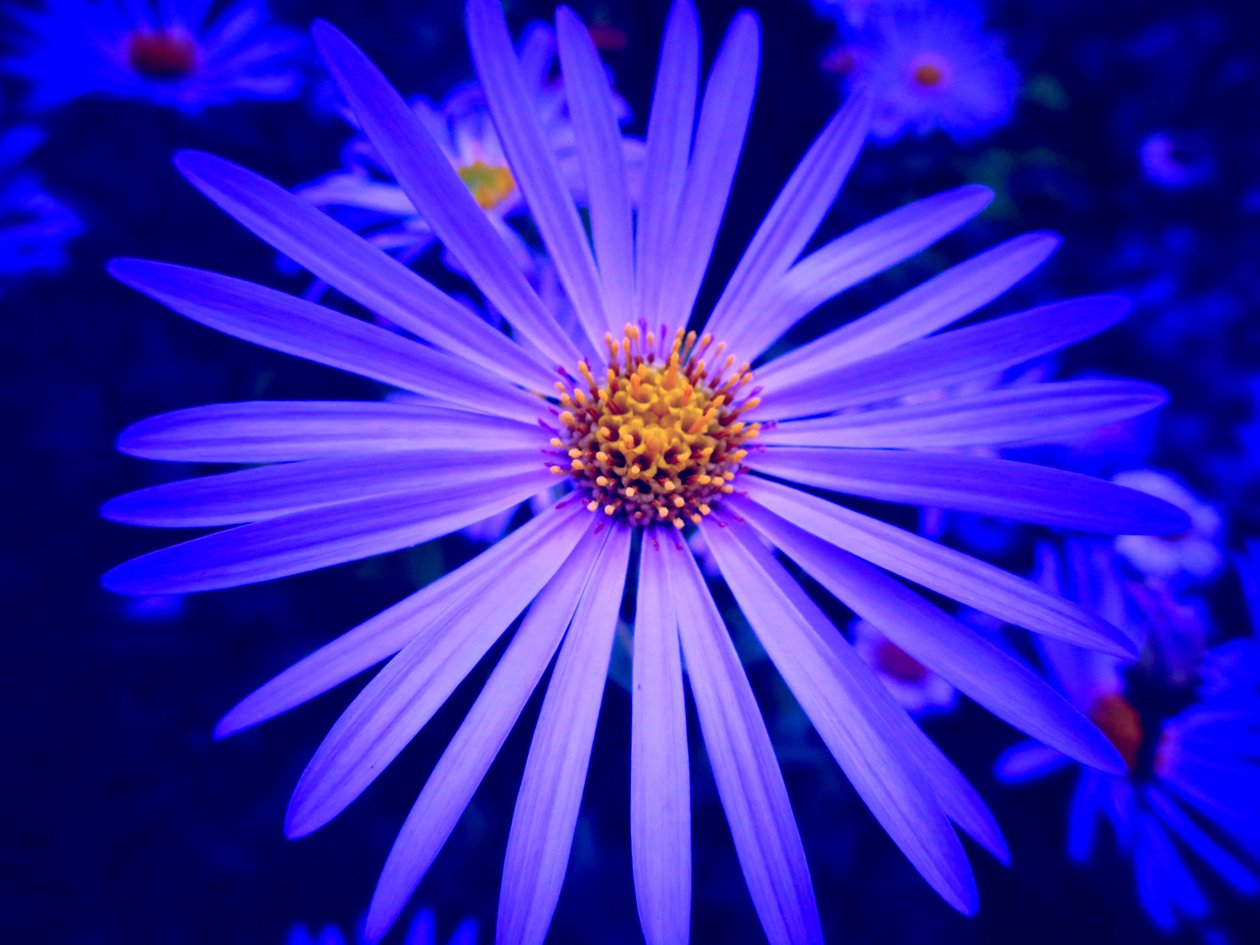 Blume de Martina Konitzky