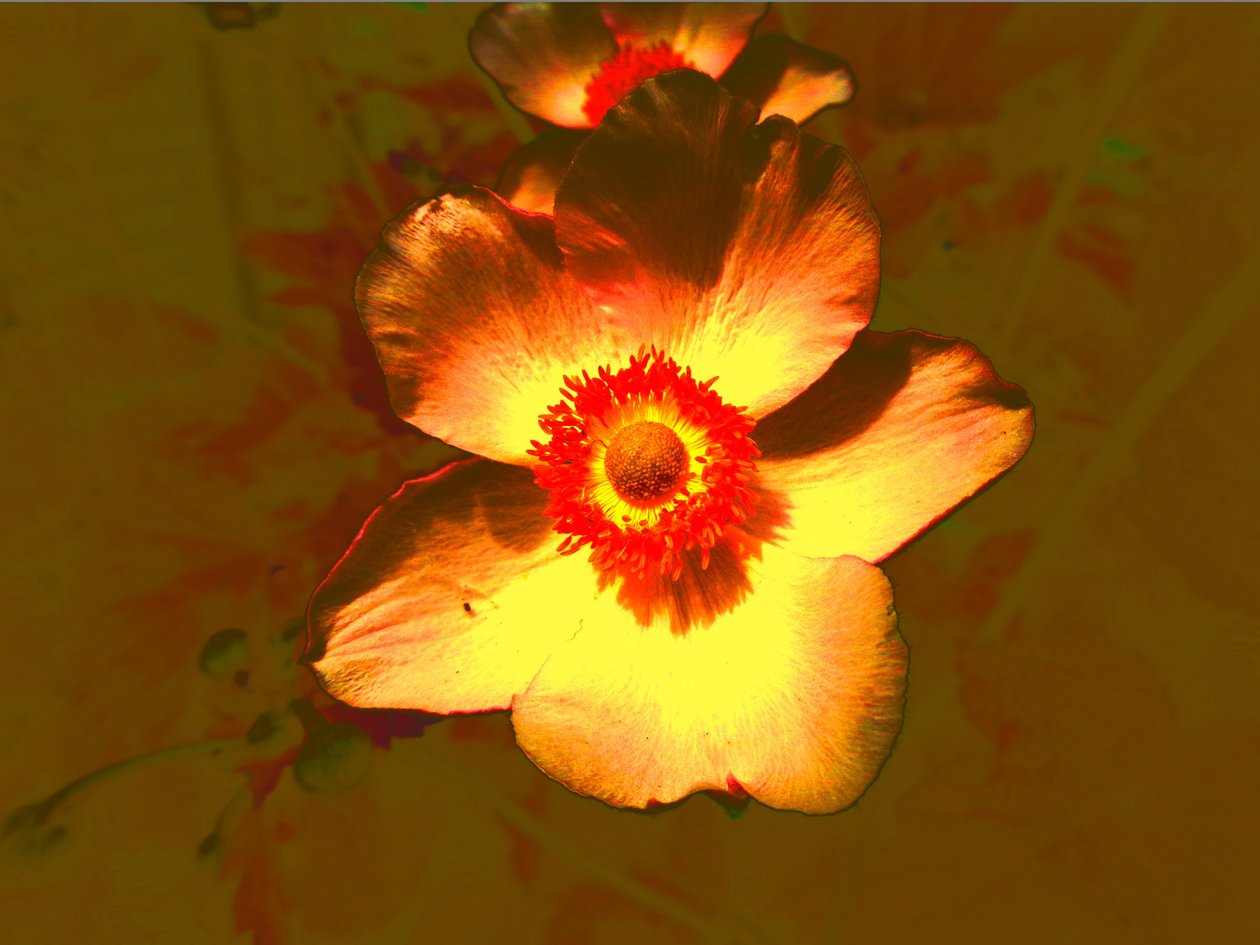 flor de Martina Konitzky