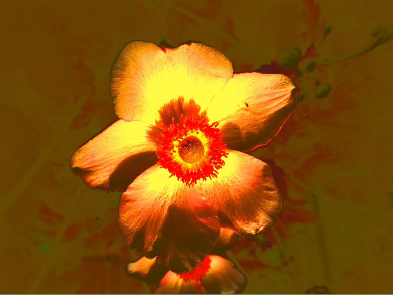 flor de Martina Konitzky