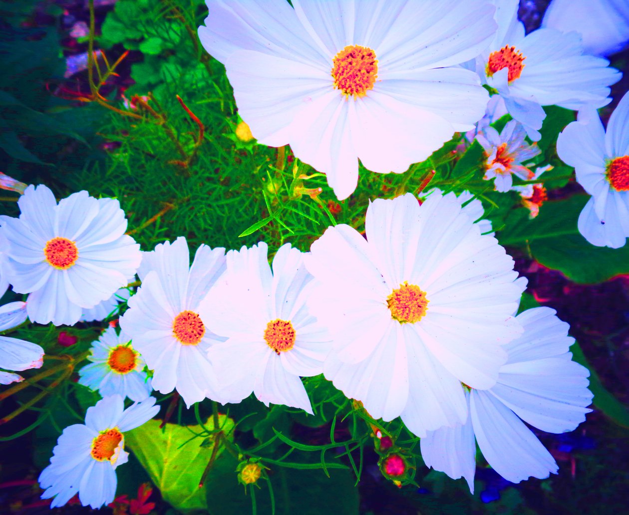 Blumen de Martina Konitzky