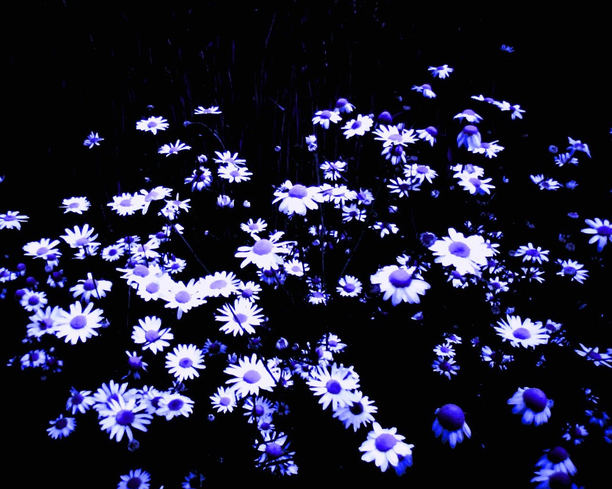 Flores na beira do campo de Martina Konitzky